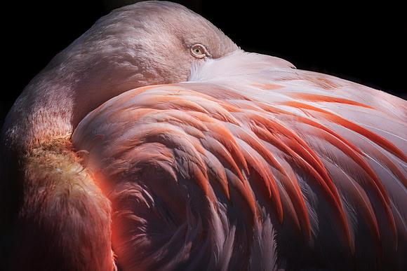 Flamingo