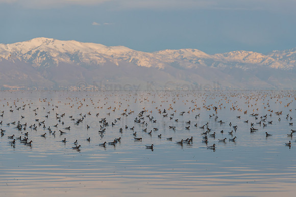 Phalaropes
