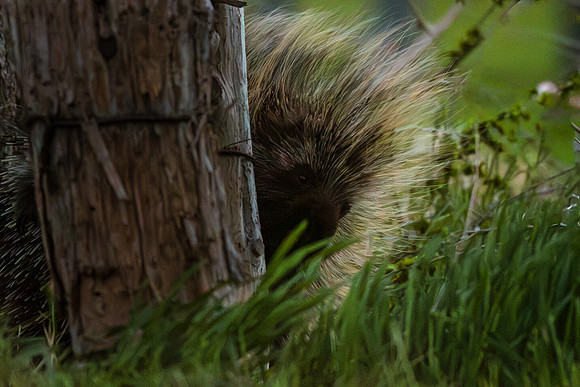 230505_CrowellPhotography_Porcupine_AntIs-