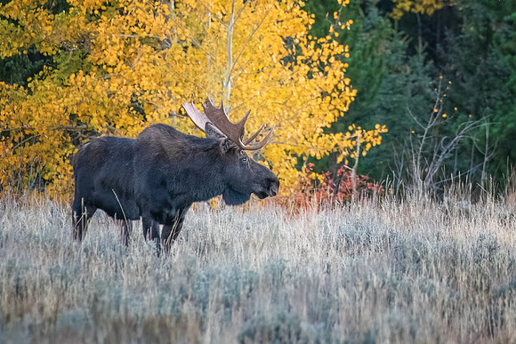 CMYK Moose