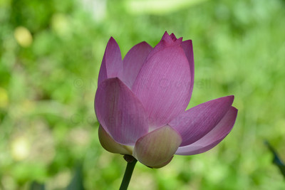 Lotus blossom