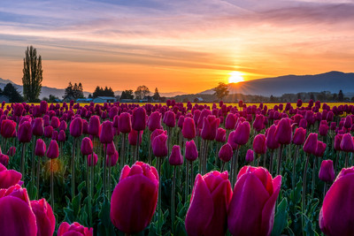 Facing the Sun