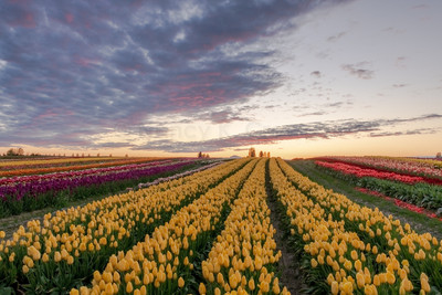 Tulip Town Sunset