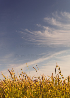 wheat and sky-1
