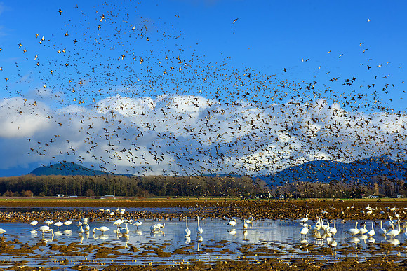 SkagitBirds--2