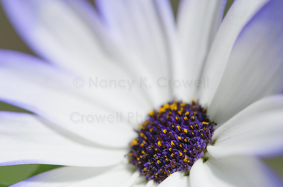blue flowers-1