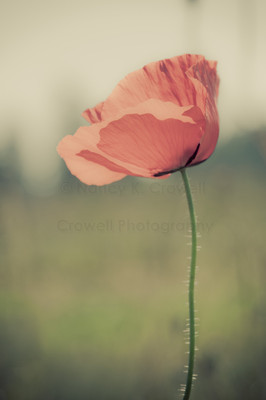 european poppy-6