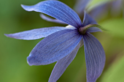 clematis-1