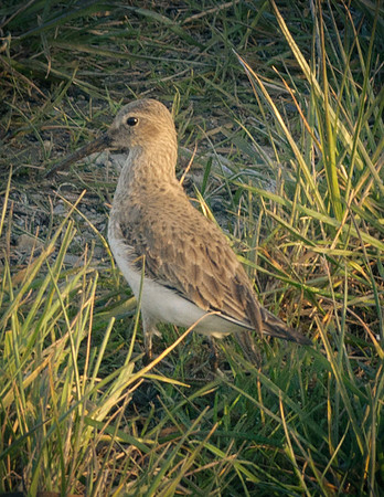 wounded bird