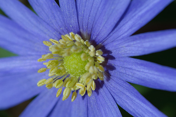 blue flowers-3