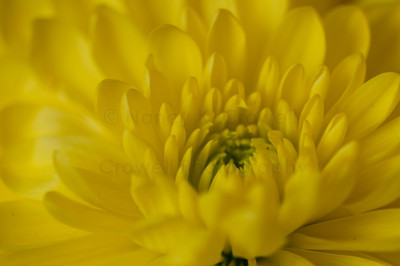 yellow chryssy-2