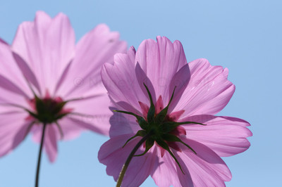 Cosmos-16