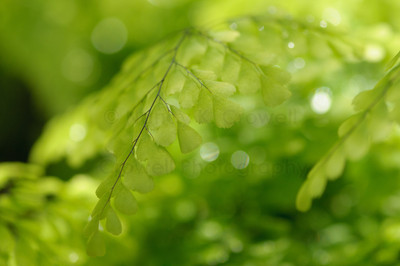 Dreamy Ferns-11