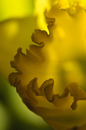 daffodil (1 of 2)