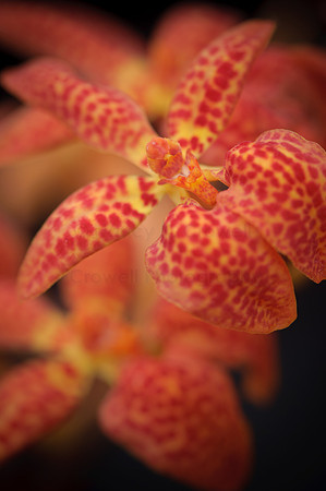 Orchid-4