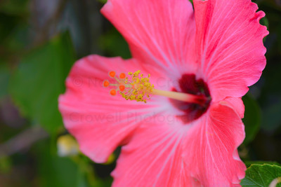 Pink Hibiscus 2