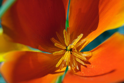 orange-5