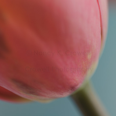 Tulip 19