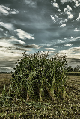 Moody Cornfield (portrait)