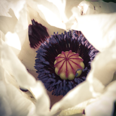 White Poppy-3