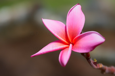 Plumeria Single