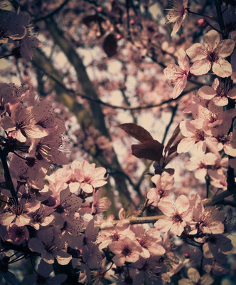 Blossom 02