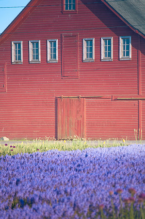 Skagit Valley Afternoon-4