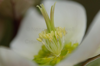 Hellebore (2 of 1)
