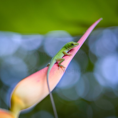 Green anole too