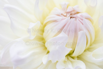 Dahlia-7