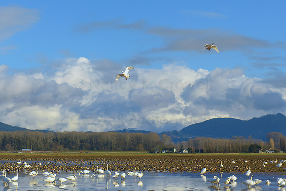 SkagitBirds--4
