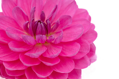 Dahlia-9