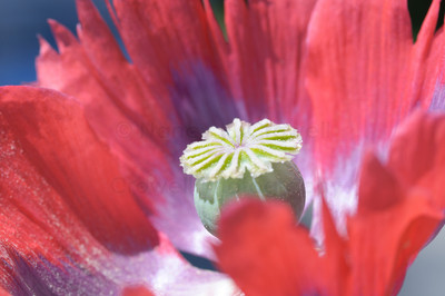 Fringed Poppy-4