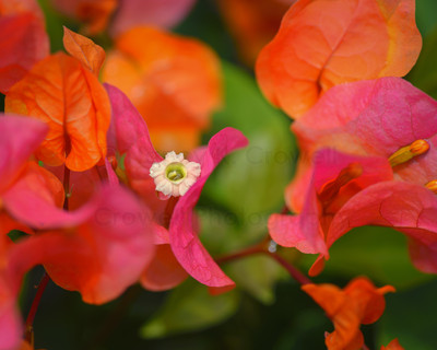 Bougainvillea