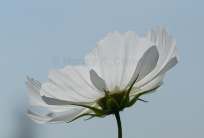 Cosmos-11