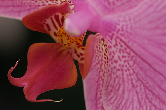 Orchid (2 of 2)