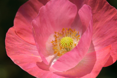 soft pink poppy-9