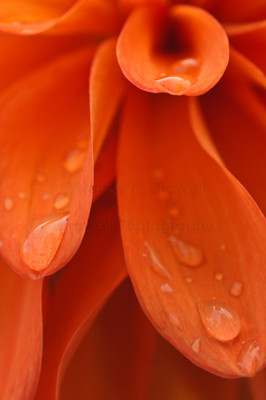 Dahlia 03