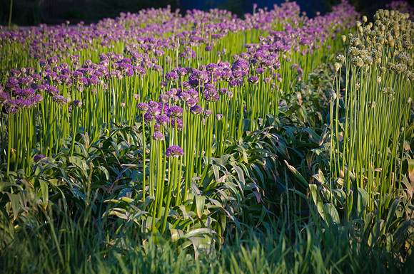 Skagit Valley Afternoon-3