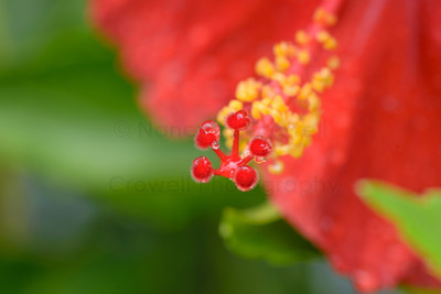 Red Hibiscus