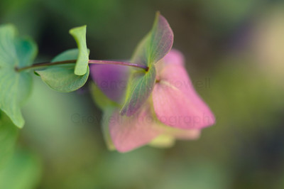 ornamental oregano-2