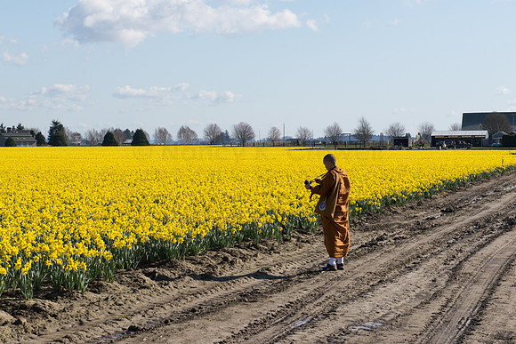 Daffodils of Skagit Valley-10