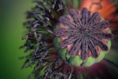 Poppy