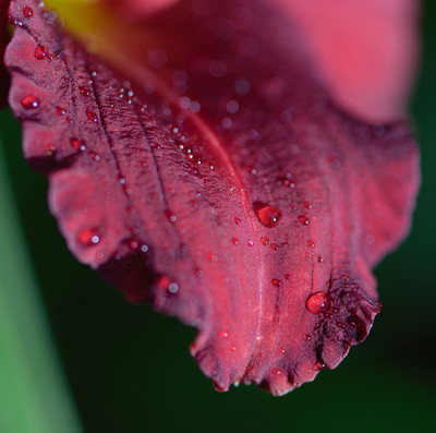 day lily petal