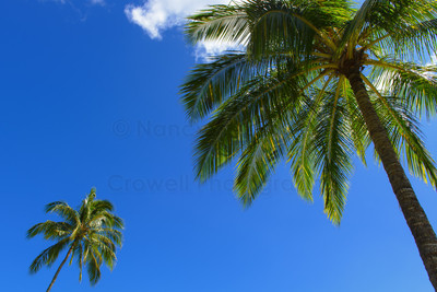 The comfort of palms