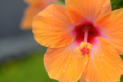 Orange Hibiscus