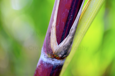 Single cane