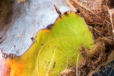 Tropical Textures 2