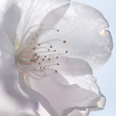 Blossom 24