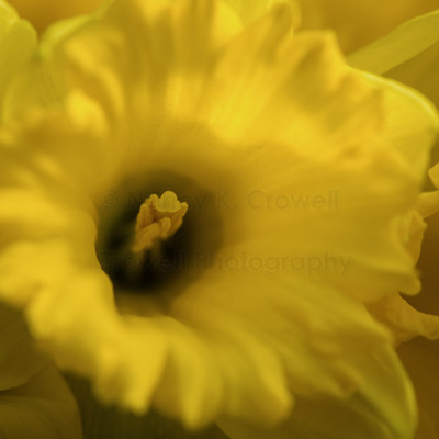 Daffodil